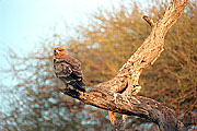 Picture 'KT1_28_19 Eagle, Tawny Eagle, Tanzania, Tarangire'